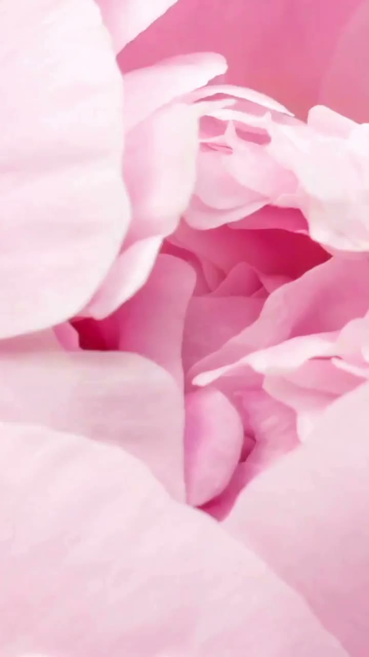 Rose Garden